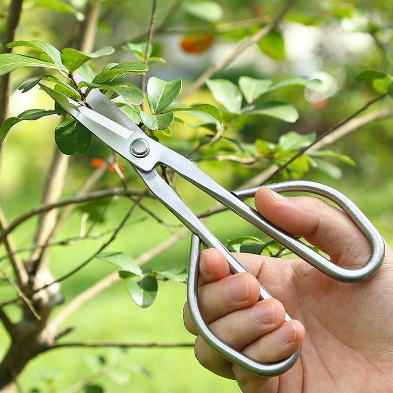 Tender Leaf Scissors Bonsai To - Bonsai Tool Set review and price
