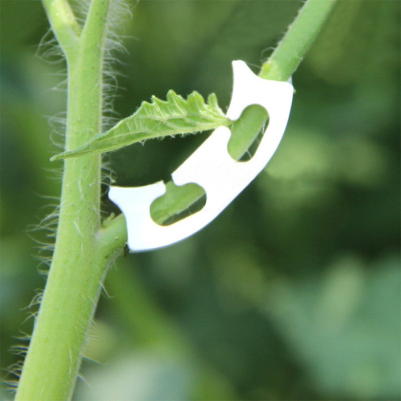50/100pcs Botany-stem Vine Str - Gardening Tools Range review and price